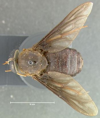 Media type: image;   Entomology 29901 Aspect: habitus dorsal view